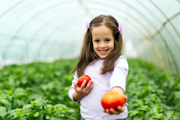 Adorável Menina Bonito Coletando Tomates Estufa Conceito Comida Orgânica Pessoas — Fotografia de Stock