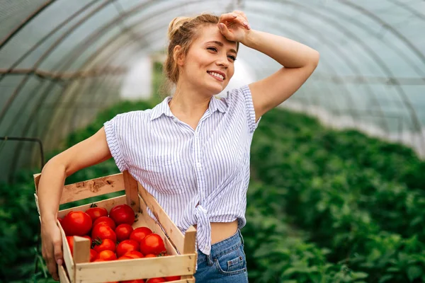Mujer Emprendedora Invernadero Recolectando Tomates Frescos Trabajadora Profesional Recogiendo Verduras — Foto de Stock