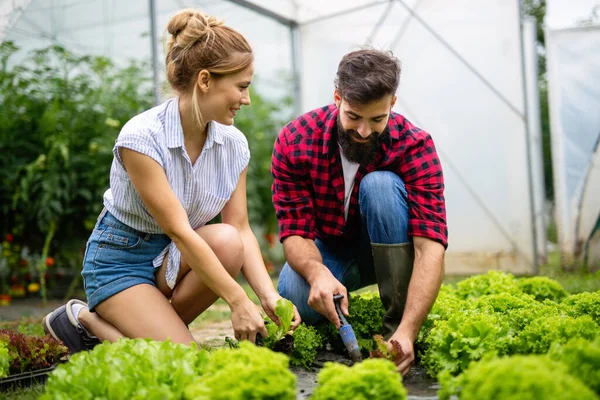 Feliz Joven Sonriente Pareja Trabajando Invernadero Cultivando Comida Orgánica Gente — Foto de Stock