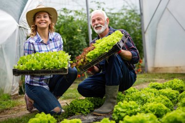 Mutlu kıdemli adam aile serası işinde bir kadınla birlikte çalışıyor. İnsanlar organik gıda konsepti.