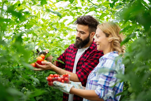 Vriendelijk Team Dat Verse Groenten Oogst Uit Serre Het Dak — Stockfoto