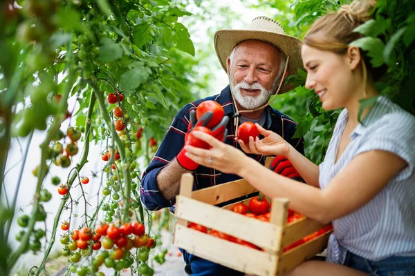 Family Working Together Greenhouse Portrait Grandfather Child While Working Family — Stock Photo, Image