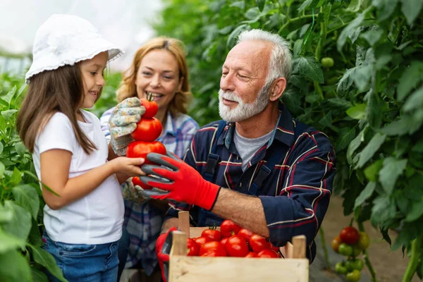 Grootvader Die Biologische Groenten Verbouwt Met Familie Biologische Boerderij Mensen — Stockfoto