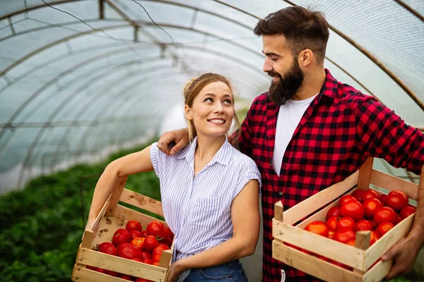 一对年轻的农民在温室里干活 用的是有机生物番茄 人民新鲜食品概念 — 图库照片