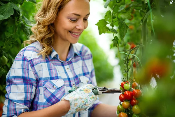 Mujer Emprendedora Invernadero Recolectando Tomates Frescos Trabajadora Profesional Recogiendo Verduras — Foto de Stock