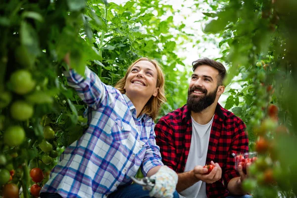 Casal Jovem Agricultores Que Trabalham Estufa Com Bio Tomate Orgânico — Fotografia de Stock