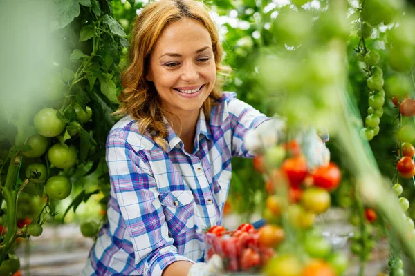 Portrait of young smiling agriculture woman worker working, harvesting tomatoes in greenhouse.