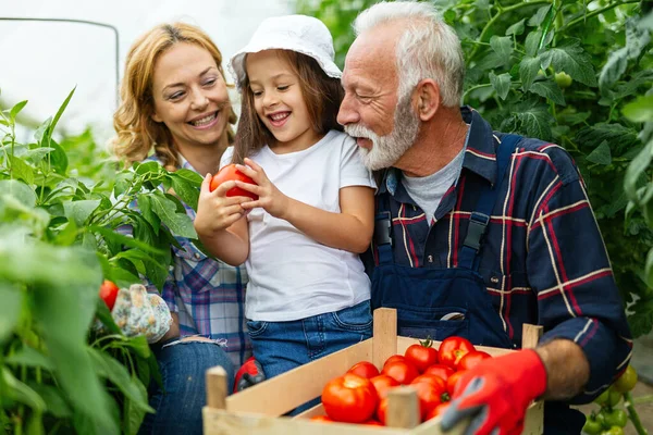 Großvater Baut Mit Enkelkind Und Familie Gemüse Auf Bauernhof — Stockfoto