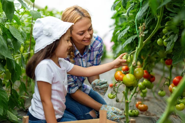 Šťastná Mladá Rodina Pracující Organickém Skleníku Žena Dítě Pěstování Bio — Stock fotografie
