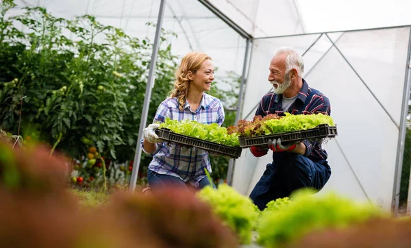 幸せな家族有機野菜や健康食品を栽培農場 温室で — ストック写真