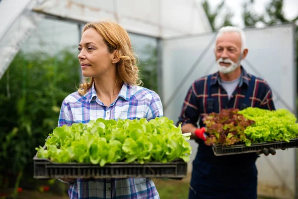 幸せな家族有機野菜や健康食品を栽培農場 温室で — ストック写真