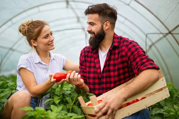 Glada Unga Leende Par Som Arbetar Växthus Odlar Ekologisk Mat — Stockfoto