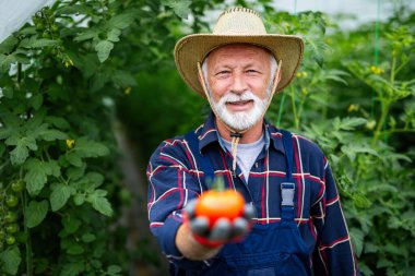 Serada çalışan mutlu ve gülümseyen son sınıf öğrencisi. İnsanlar organik sağlıklı gıda kavramı
