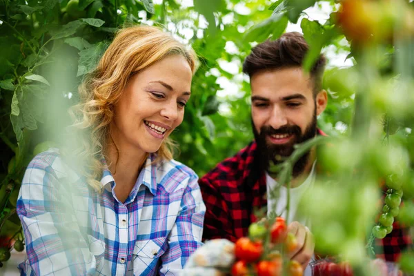 Feliz Joven Sonriente Pareja Trabajando Invernadero Cultivando Comida Orgánica Gente — Foto de Stock