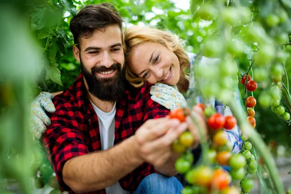 Felice Giovane Coppia Sorridente Che Lavora Serra Coltivando Cibo Biologico — Foto Stock