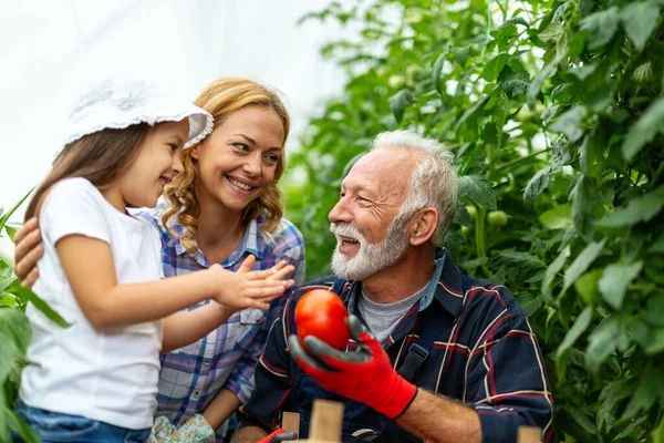 Kakek Menanam Sayuran Dengan Cucu Dan Keluarga Peternakan — Stok Foto