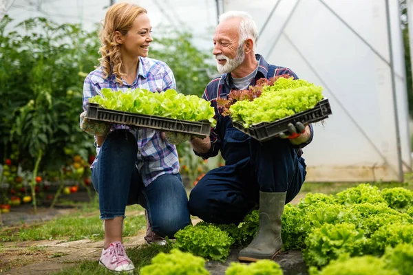 Familia Feliz Cultivando Verduras Orgánicas Alimentos Saludables Granja Invernadero — Foto de Stock