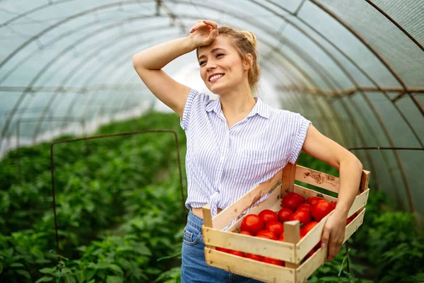 Mujer Emprendedora Invernadero Recolectando Tomates Frescos Trabajadora Profesional Recogiendo Verduras — Foto de Stock