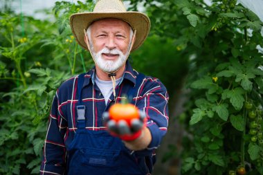 Serada çalışan mutlu ve gülümseyen son sınıf öğrencisi. İnsanlar organik sağlıklı gıda kavramı
