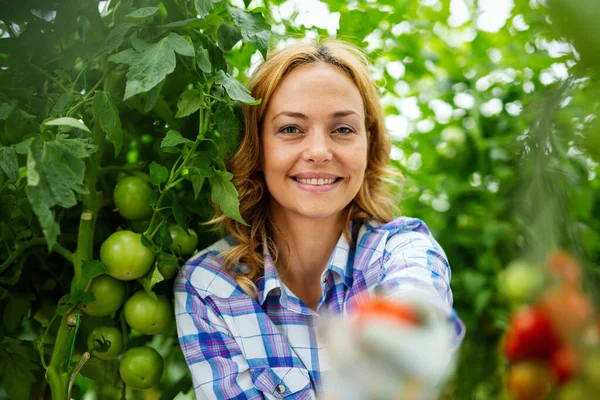 Broeikasondernemer Die Verse Tomaten Verzamelt Professionele Vrouw Die Zoete Groenten — Stockfoto