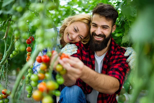 Pareja Joven Agricultores Que Trabajan Invernadero Con Bio Tomate Orgánico — Foto de Stock