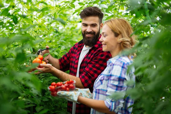 Vriendelijk Team Dat Verse Groenten Oogst Uit Serre Het Dak — Stockfoto