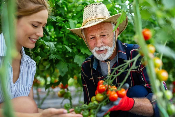 Grootvader Die Biologische Groenten Verbouwt Met Familie Biologische Boerderij Mensen — Stockfoto