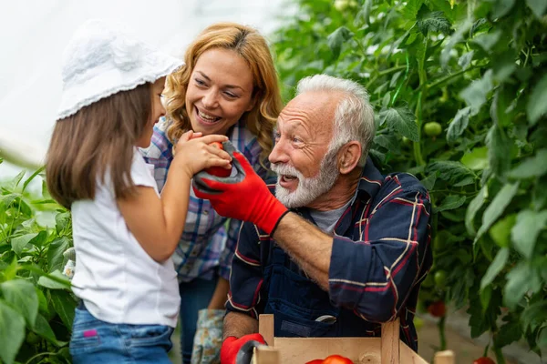 Glückliche Familie Arbeitet Bio Gewächshaus Seniorin Und Kind Bauen Biopflanzen — Stockfoto