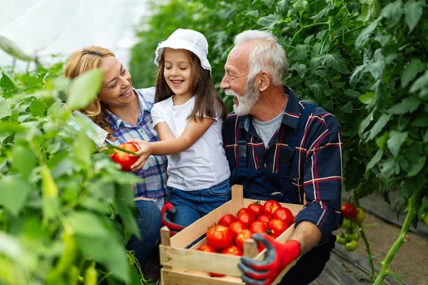 Homem Sênior Feliz Trabalhando Conjunto Com Família Negócios Estufa Conceito — Fotografia de Stock