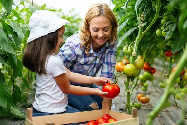 Jovem Família Feliz Trabalhando Estufa Orgânica Mulher Criança Cultivando Plantas — Fotografia de Stock