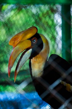Big Hornbill hayvanat bahçesinde bir kafeste.