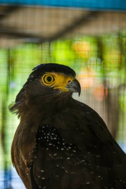 Aceh Besar bölgesi, Endonezya 'daki Jantho beyaz çöl hayvanat bahçesindeki bir bido yılan kartalının fotoğrafı.