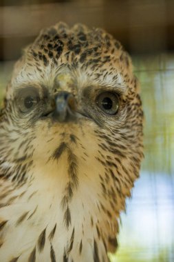 Jantho beyaz çöl hayvanat bahçesindeki bir Brontok kartalın fotoğrafı, Aceh Besar bölgesi, Endonezya