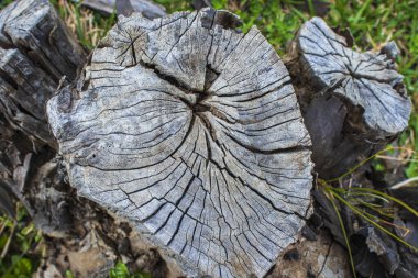 Kesik ağaç gövdelerinin doğal oyması