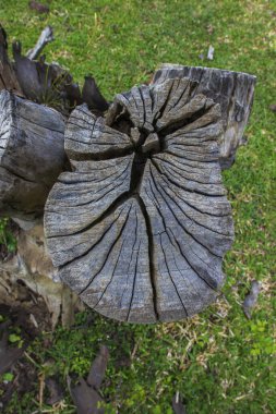 Kesik ağaç gövdelerinin doğal oyması