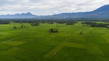 Aceh eyaletindeki çok güzel pirinç tarlaları.