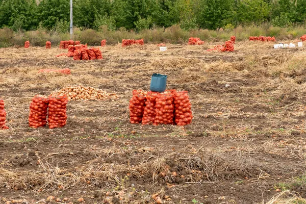 Sacchi Con Cipolla Appena Raccolta Sul Campo Agricoltura — Foto Stock