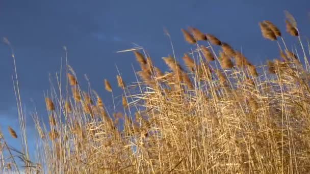 Vista Ondulación Tallos Caña Con Cabezas Semilla Contra Cielo Azul — Vídeo de stock