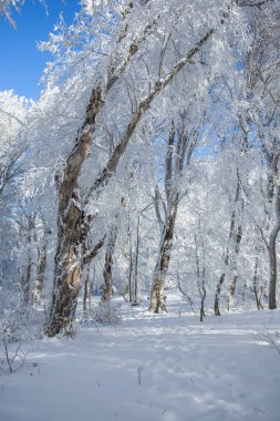 Sabaduri ormanlarında karla kaplı ağaçlar, kış manzarası