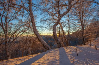 Sabaduri ormanında gün batımı, güzel kış manzarası