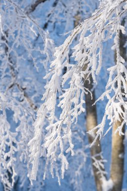 Sabaduri ormanlarında karla kaplı ağaçlar, kış manzarası. Georgia