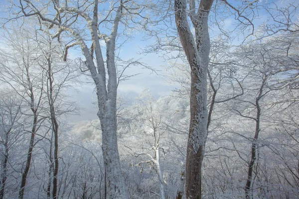 Trees covered with snow in Sabaduri forest, winter landscape — Stock Photo, Image