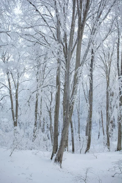 Δέντρα καλυμμένα με χιόνι στο δάσος Sabaduri, χειμερινό τοπίο — Φωτογραφία Αρχείου