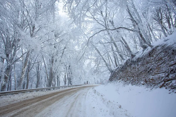 Sabaduri Ormanı yolu karla kaplı. Kış zamanı. Peyzaj