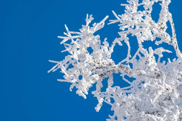 枝は青空に雪で覆われていた。サバドリの森。風景 — ストック写真