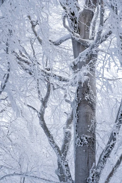 Trees covered with snow in Sabaduri forest, winter landscape — Stock Photo, Image