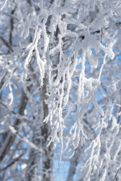 サバドリの森の雪に覆われた木々 冬の風景 ジョージア — ストック写真