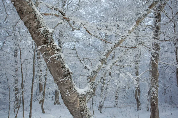 Mit Schnee Bedeckte Bäume Sabaduri Wald Winterlandschaft Georgien — Stockfoto