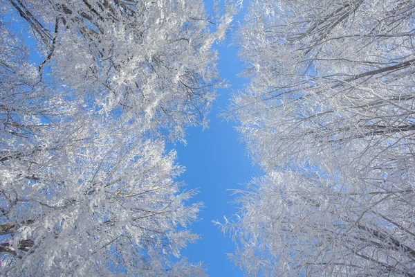 Schneebedeckte Zweige Gegen Den Blauen Himmel Sabaduri Wald Winterlandschaft — Stockfoto
