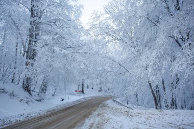 Sabaduri Ormanı yolu karla kaplı. Kış zamanı. Manzara. Georgia